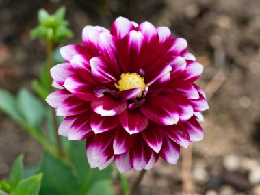 Muhteşem yıldız çiçeği (Dahlia pinnata) bir bahçede çiçek açar.