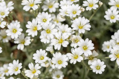 Dianthus Avenarius 'un ya da kum karanfilinin etrafını sarın.