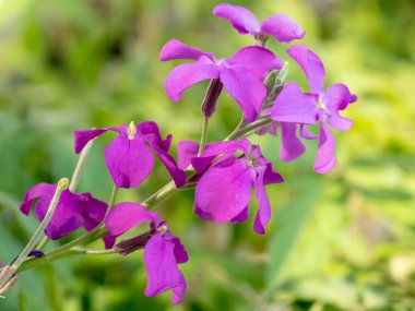 Erysinum cheiri 'nin (Cheiranthus) parlak renkli bahar çiçekleri..