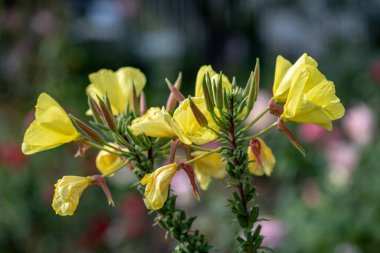 Akşam çuha çiçeği (oenothera) yakın çekim parlak sarı çiçek
