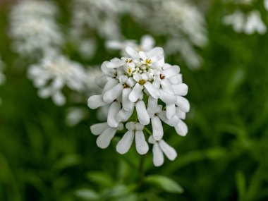 Küçük beyaz iberis yaprak çember herdem yeşil çiçek çiçekler, turpgiller ailesine ait.