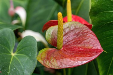 Anthurium Flamingo çiçeklerini ya da Erkek çiçeklerini kapat At kuyruklu Anthurium