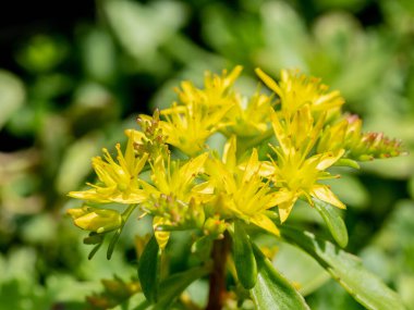 Sedum * * Not: Yüzeyin derinliği