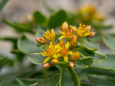 Glossy Green Stonecrop 'un (Sedum Kamtschaticum) Macro fotoğrafı