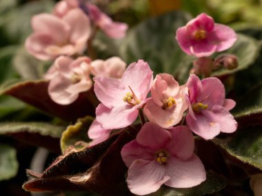 Çiçekli Saintpaulia çiçekleri genellikle Afrika menekşesi olarak bilinir. * * Not: Alanın sığ derinliği