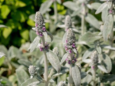 Thymus Citriodorus 'un (limon kekik veya turunçgil kekik) kapağı * Not: Seçici odak