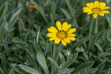 Tomurcuklu sarı çiçekli Gazania Delosperma (ayrıca hazine çiçeği olarak da bilinir))