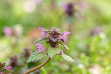 Çiçekte kırmızı ölü ısırgan otu (Lamium purpureum) bitkisi. Lamiaceae ailesinde mor başmelek ve mor ölü ısırgan olarak da bilinen koyu kırmızı çiçekli bir bitki.