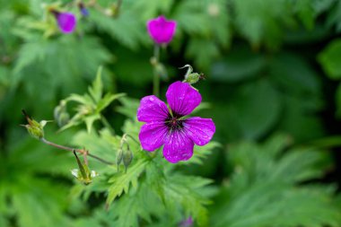 Ermeni Cranesbill - Türkiye 'den Geranium psilostemon Ermenistan ve Rusya