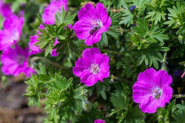 Geranium renardii çiçekleri çiçek açan bitkisel bitki arka planı