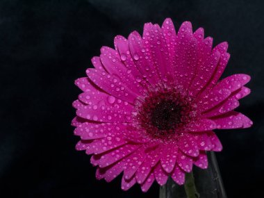 Su damlalı güzel Gerbera çiçeği. Gerbera çiçeğinin makro fotoğrafı. Seçici odak