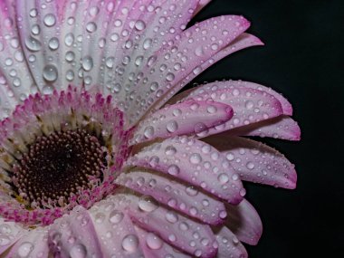 Su damlalı güzel Gerbera çiçeği. Gerbera çiçeğinin makro fotoğrafı. Seçici odak