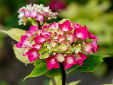 Ortanca çiçekleri - Ortanca ağaç kesimleri - sığ alan derinliği