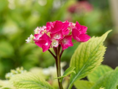 Ortanca çiçekleri - Ortanca ağaç kesimleri - sığ alan derinliği