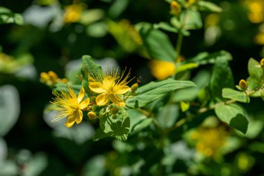 Hypericum inodorum (Hypericum xylosteifolium)