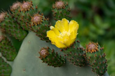 Dikenli armut kaktüsü (Opuntia, incir ağacı, Hint inciri opuntia)