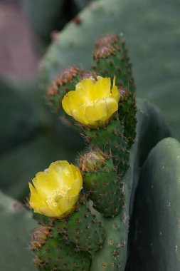 Dikenli armut kaktüsü (Opuntia, incir ağacı, Hint inciri opuntia)