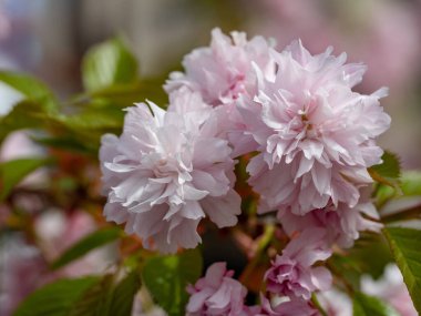 Çift çiçek kiraz çiçekleri, Prunus serrulata büyük çekim görünümü.