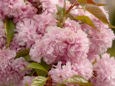 Çift çiçek kiraz çiçekleri, Prunus serrulata büyük çekim görünümü.