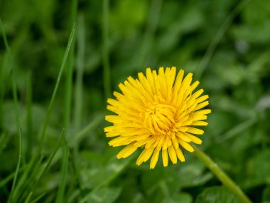 Sarı karahindiba çiçekleri karahindiba tarlası arka planında güneşli bahar gününde. Çiçekli karahindiba.