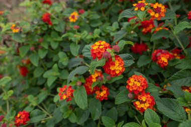 Lantana Camara, Renkli Çit Çiçeği güneyde ve tropikal iklimlerde çok yaygındır.