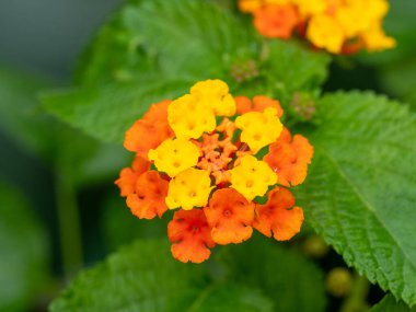 Kanarya adalarında mor ve sarı renkte açan lantana çiçeği Lantana Camara