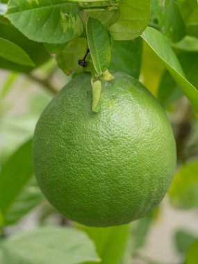 Bahçedeki bir dalda yeşil limon Ağaçta yapraklarla dallarda asılı taze yeşil limon