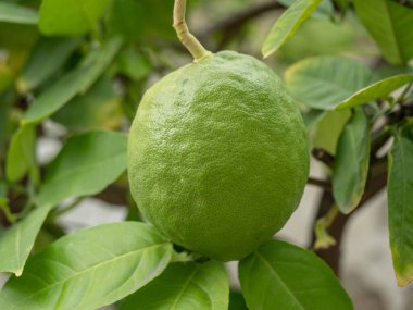 Limon dalında yeşil limonlar.