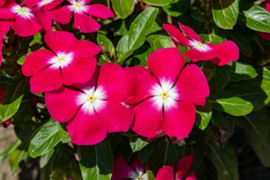 Madagaskar Periwinkle veya Catharanthus roseus veya gül Periwinkle ya da sıcak güneşli gün yerel bahçede dikilmiş kalın yeşil yaprakları ile pembe Periwinkle parlak kırmızı çiçek