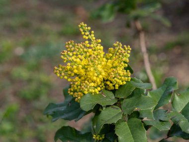 Bahar bahçesinde Mahonia aquifolium çiçekleri. Yararlı bitkiler. Homeopati.. 