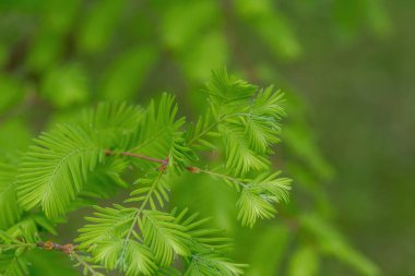 Metasequoia glyptostroboides şubesi, Dawn Redwood olarak da bilinir.