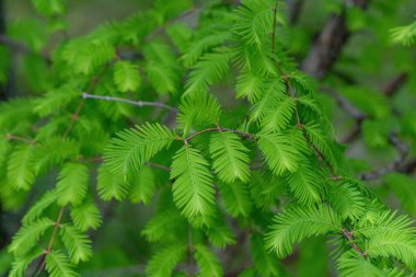 Metasequoia glyptostroboides şubesi, Dawn Redwood olarak da bilinir.