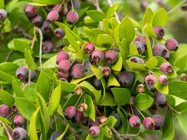 yaprak dökmeyen çalı myrtle dalları üzerinde olgunlaşmış mavi-siyah çilek.