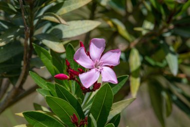 Çiçek açan Pembe Oleander çiçekleri (Oleander Nerium) yakın plan. Seçici odak.