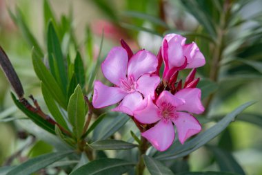 Çiçek açan Pembe Oleander çiçekleri (Oleander Nerium) yakın plan. Seçici odak
