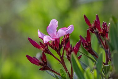 Çiçek açan Pembe Oleander çiçekleri (Oleander Nerium) yakın plan. Seçici odak.