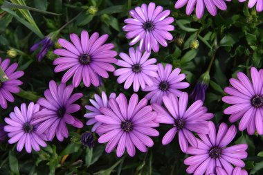 Güzel pembe Osteospermum ecklonis (Spaanse margriet)