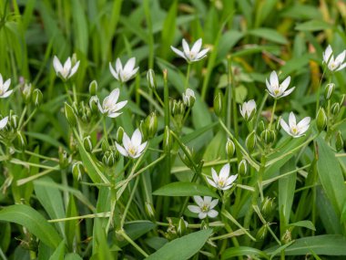 İlkbaharda çiçek açan ve çiçek soğanı büyüyen Bethlehem beyaz çiçek Bahçe yıldız