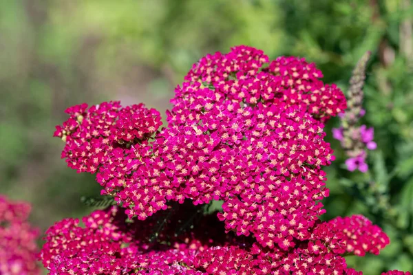 矢の花を閉じる Achillea Millefolium — ストック写真