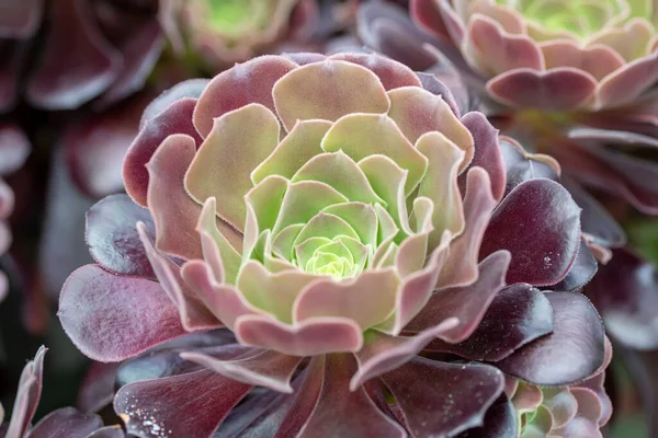 Aeonyum arboreum (Aeonium aeonium, ağaç Houseleek veya İrlanda gülü), çiçekli bitki familyası Crassulaceae 'de bulunan sulu, subtropikal bir çalılıktır. .Not: alan derinliği