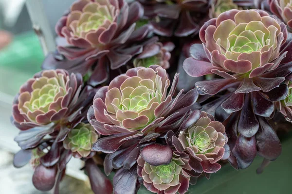 수목원 Aeonium Arboreum Tree Aeonium Tree Houseleek Irish Rose 식물인 — 스톡 사진