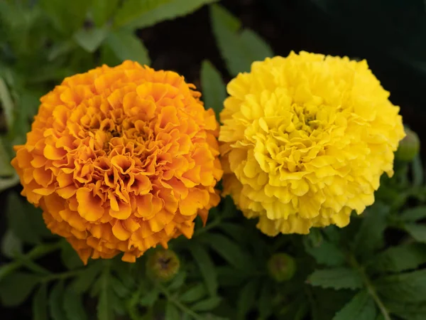 Beautiful Marigold Flowers Tagetes Erecta Mexican Marigold Aztec Marigold African — Stockfoto