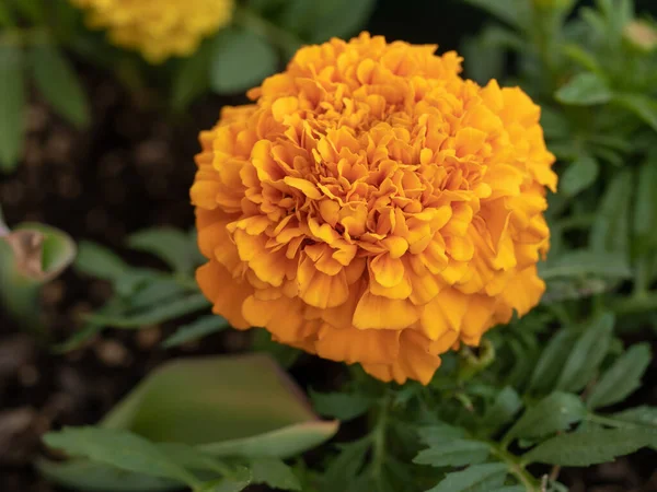 Beautiful  marigold flowers (Tagetes erecta, Mexican marigold, Aztec marigold, African marigold) with green leaves growing in a garden.