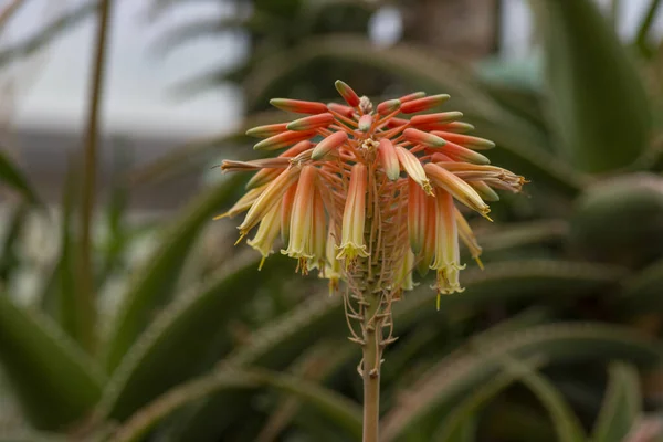 Vista Cercana Una Flor Aloe Con Etapas Floración Naranja Rojo —  Fotos de Stock