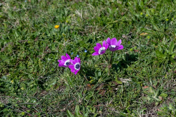 Purple Violet Anemone Pavonina Beautiful Spring Flower — 스톡 사진