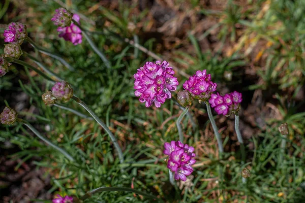 Close Bunch Pink Blooming Armeria Maritima Commonly Known Thrift Sea — Stock Photo, Image