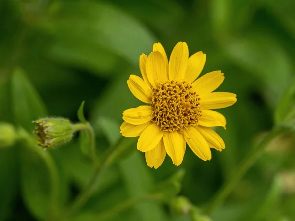 Gelbe Arnika Arnica Montana Kräuterblüte Mit Schönem Bokeh Geringe Tiefenschärfe — Stockfoto