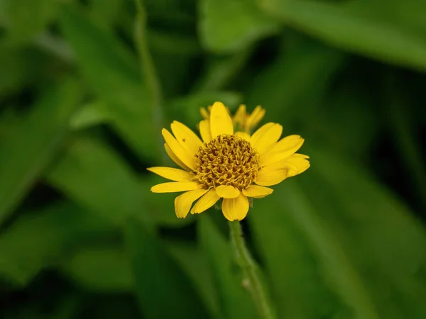 Yellow Arnica Arnica Montana Herb Blossom Nice Bokeh Shallow Depth — Foto Stock