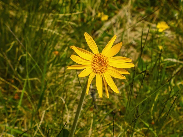 Yellow Arnica Arnica Montana Herb Blossom Nice Bokeh Shallow Depth — Zdjęcie stockowe