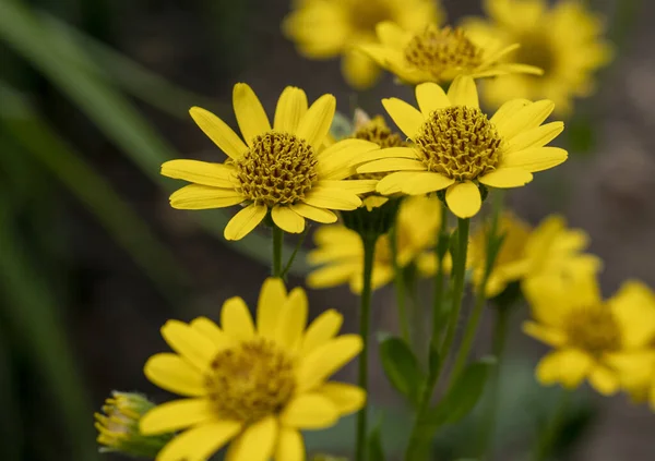 Dolomitlerdeki Arnica Montana çiçeğini kapat. Bitkisel ilaçlar için çok sağlıklı bir bitki.